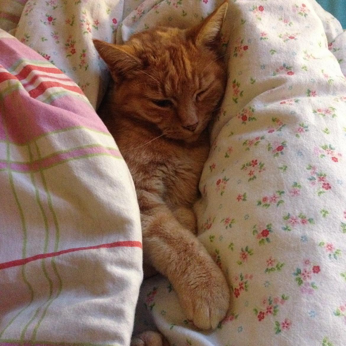 Huskat Pingo(Min bedsteven gennem 13 år) billede 2