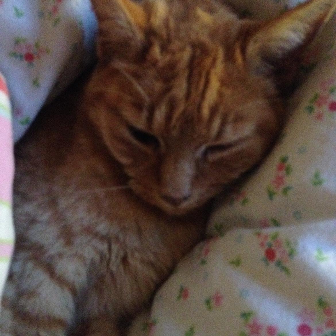 Huskat Pingo(Min bedsteven gennem 13 år) billede 8