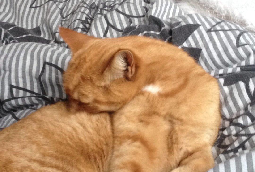 Huskat Pingo(Min bedsteven gennem 13 år) billede 9