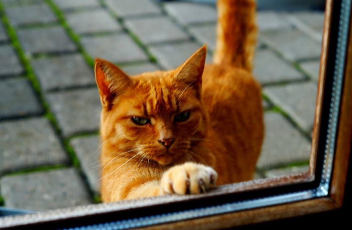 Huskat Pingo(Min bedsteven gennem 13 år) - Mor... jeg vil ind!  billede 1