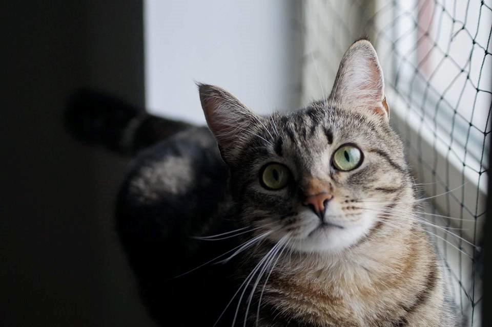 Europé Boholdt Orla Frøsnapper (Tiko) billede 1