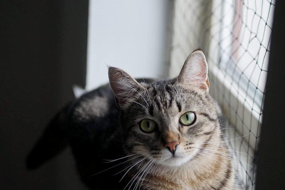 Europé Boholdt Orla Frøsnapper (Tiko) billede 5