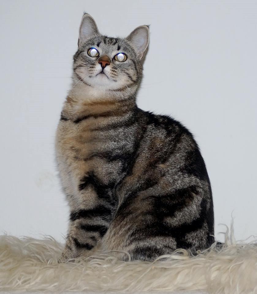 Europé Boholdt Orla Frøsnapper (Tiko) billede 6