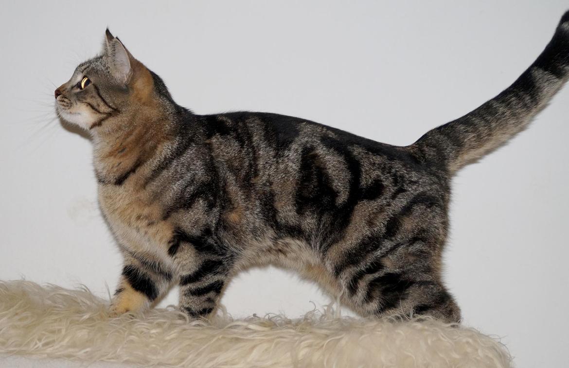 Europé Boholdt Orla Frøsnapper (Tiko) billede 7