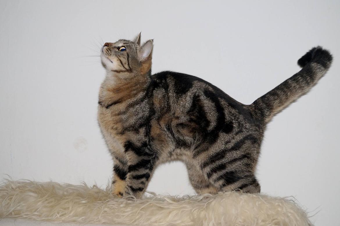 Europé Boholdt Orla Frøsnapper (Tiko) billede 4