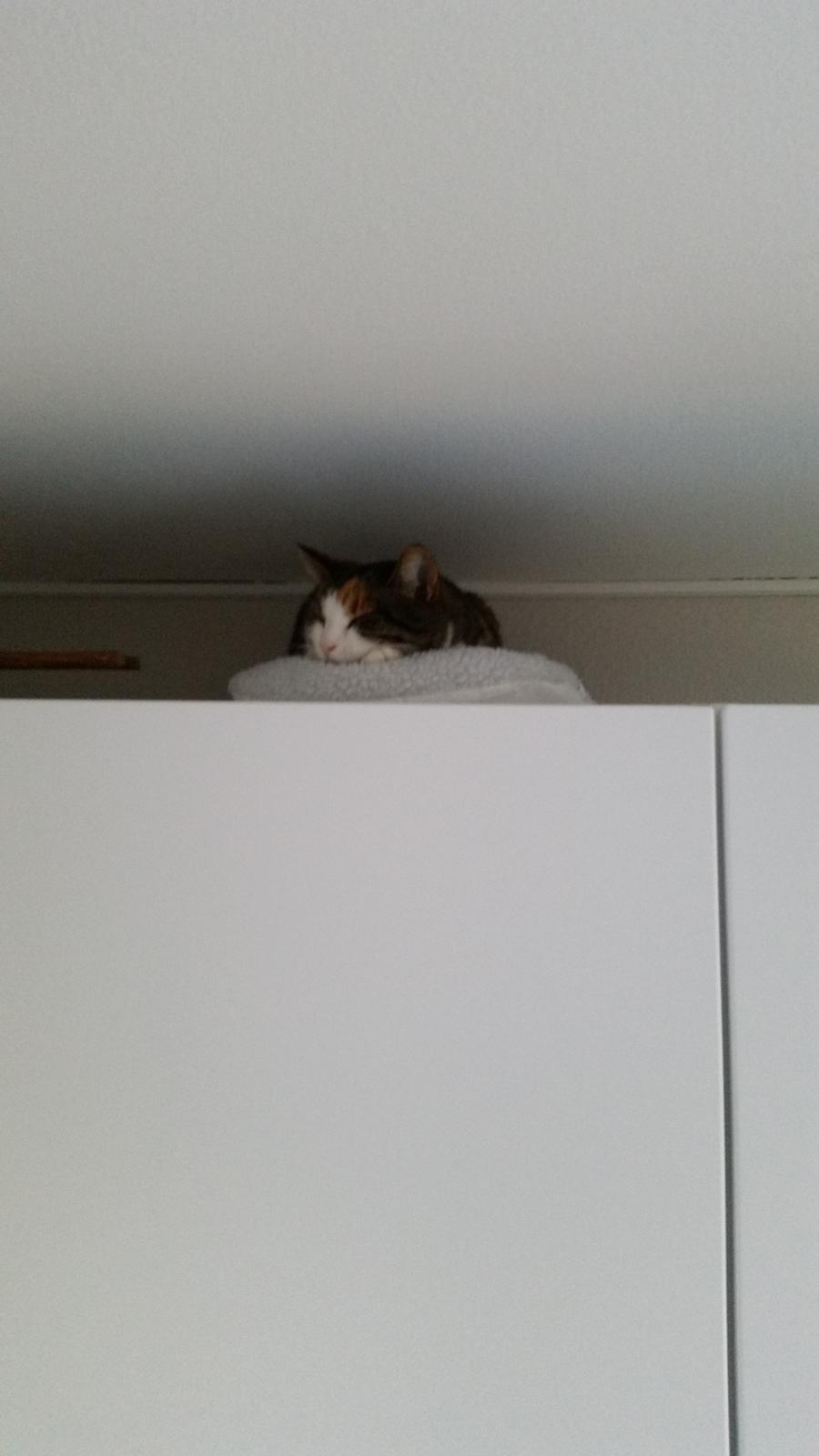 Huskat Chili - Her kan jeg holde øje med hele kvarteret,når jeg altså ikke sover billede 50