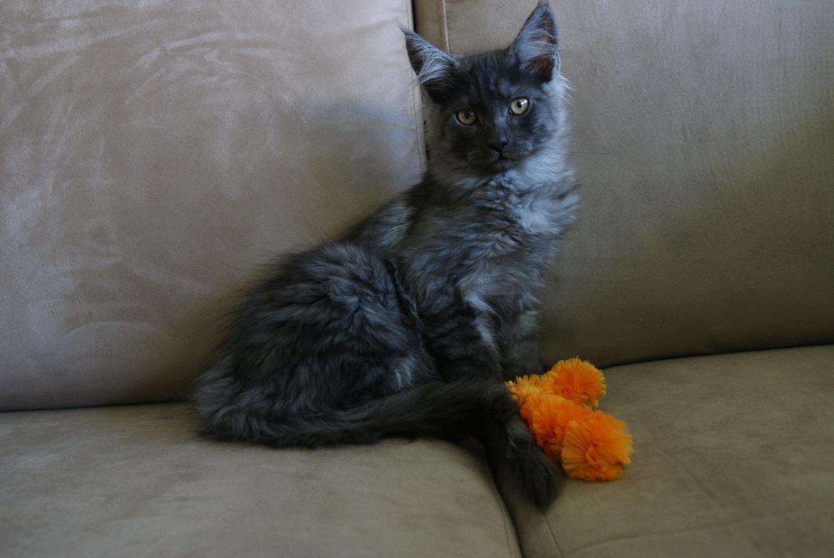 Maine Coon Selma -Venter killinger ca. 19 juni 2016. - 13 uger 3 dage - 19.05.2015. Lige ankommet. billede 8