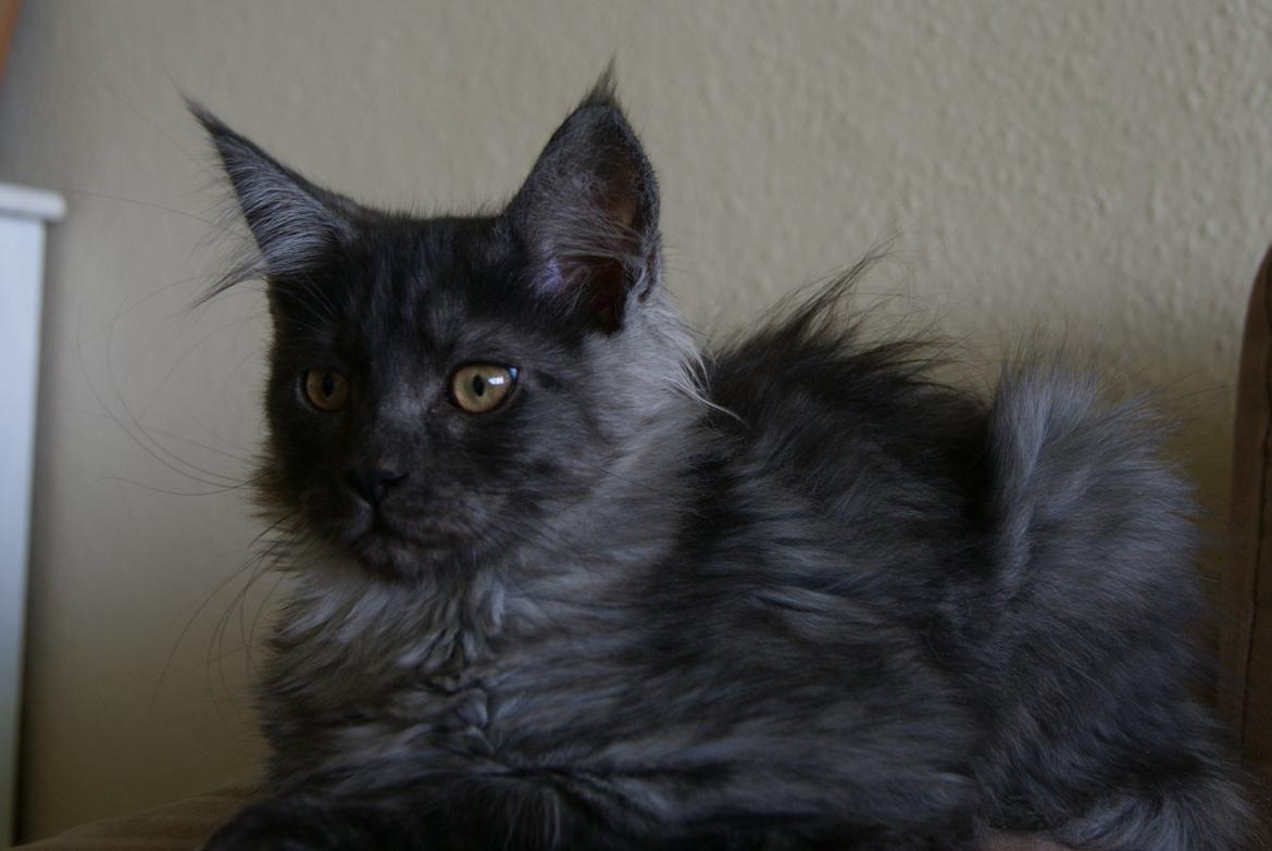 Maine Coon Selma -Venter killinger ca. 19 juni 2016. - 13 uger 3 dage - 19.05.2015. Lige ankommet. billede 9