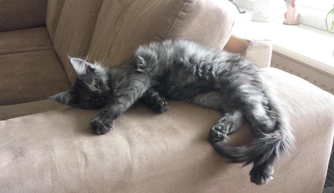 Maine Coon Selma -Venter killinger ca. 19 juni 2016. - 14 uger +2  * 25.05.2015  billede 13