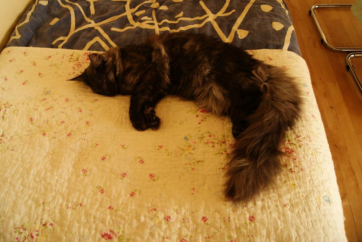 Maine Coon Selma -Venter killinger ca. 19 juni 2016. - 7 mnd billede 14