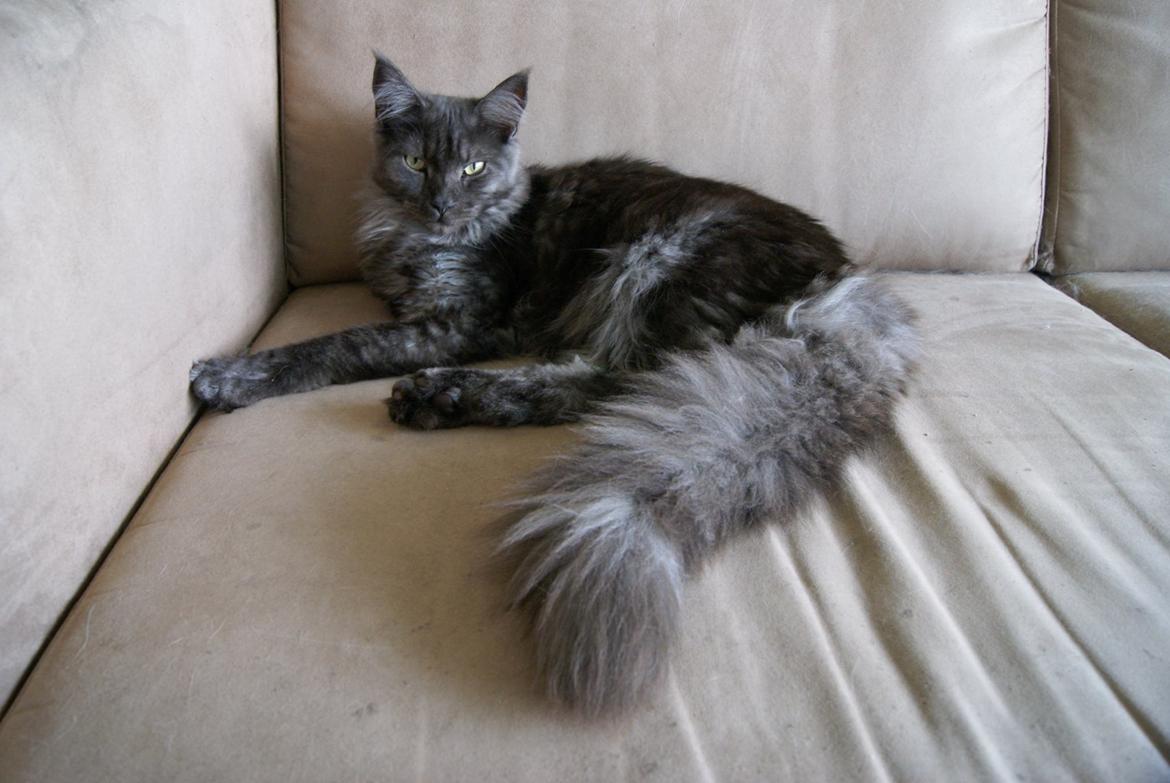 Maine Coon Selma -Venter killinger ca. 19 juni 2016. - 7 mnd billede 15