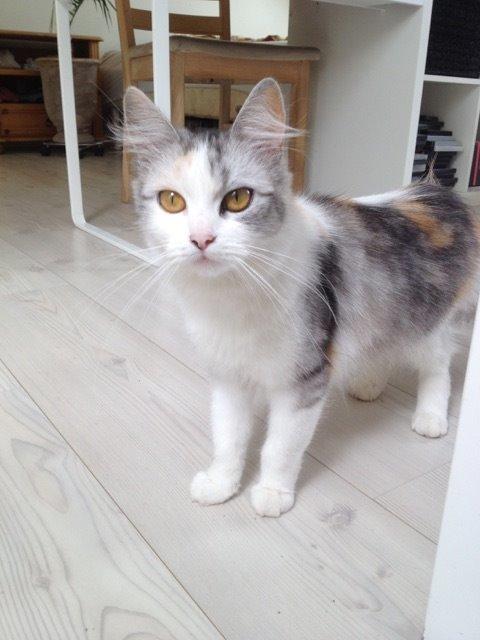 Blanding af racer Tiggi billede 2