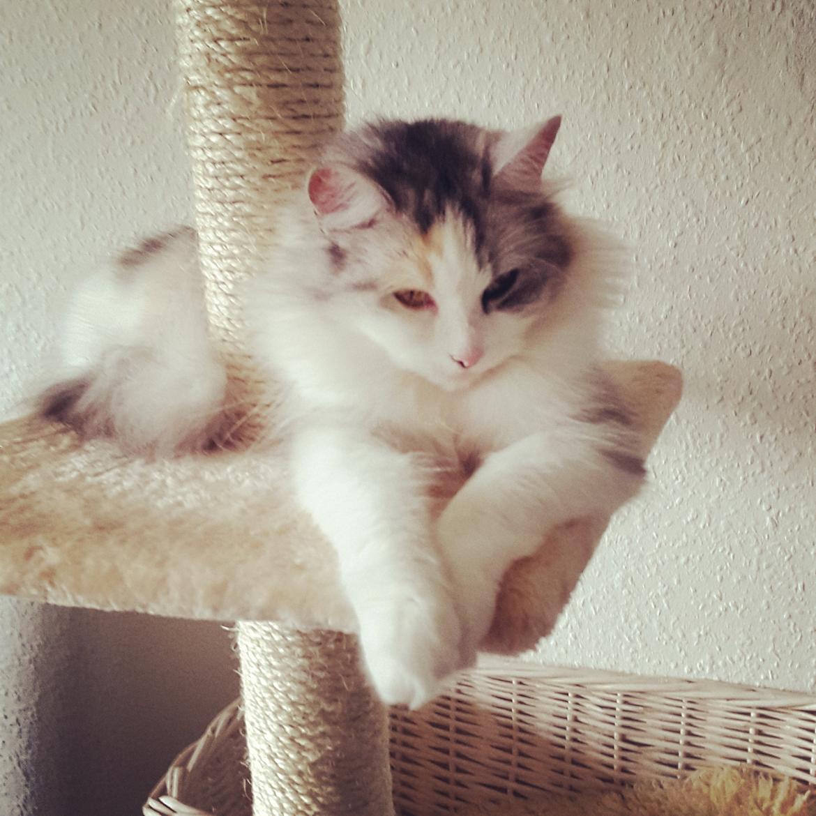 Blanding af racer Tiggi billede 3