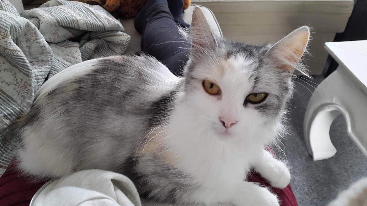 Blanding af racer Tiggi billede 4