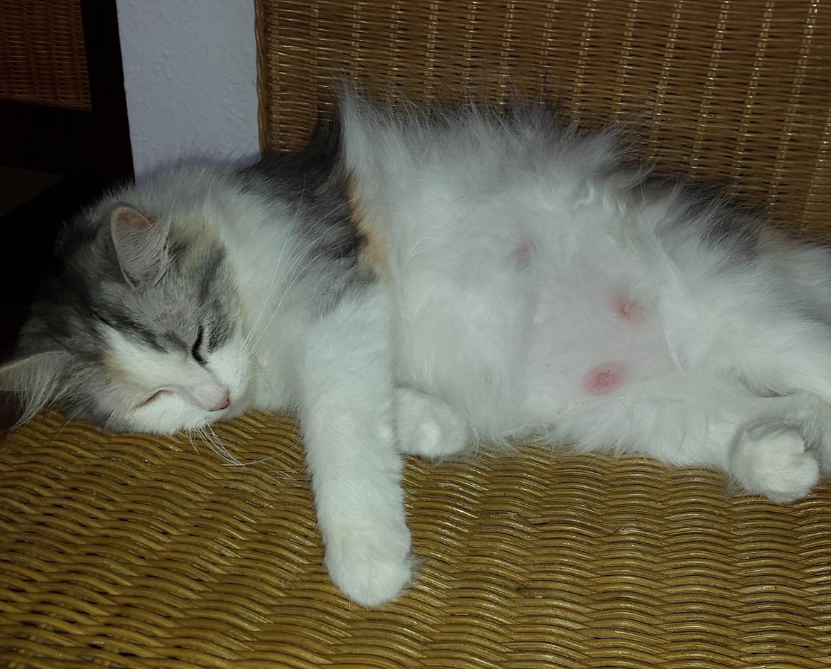 Blanding af racer Tiggi billede 5