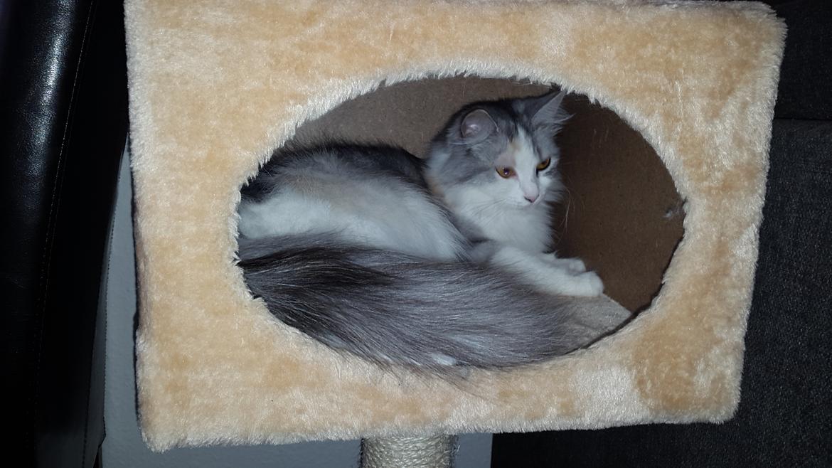 Blanding af racer Tiggi billede 6