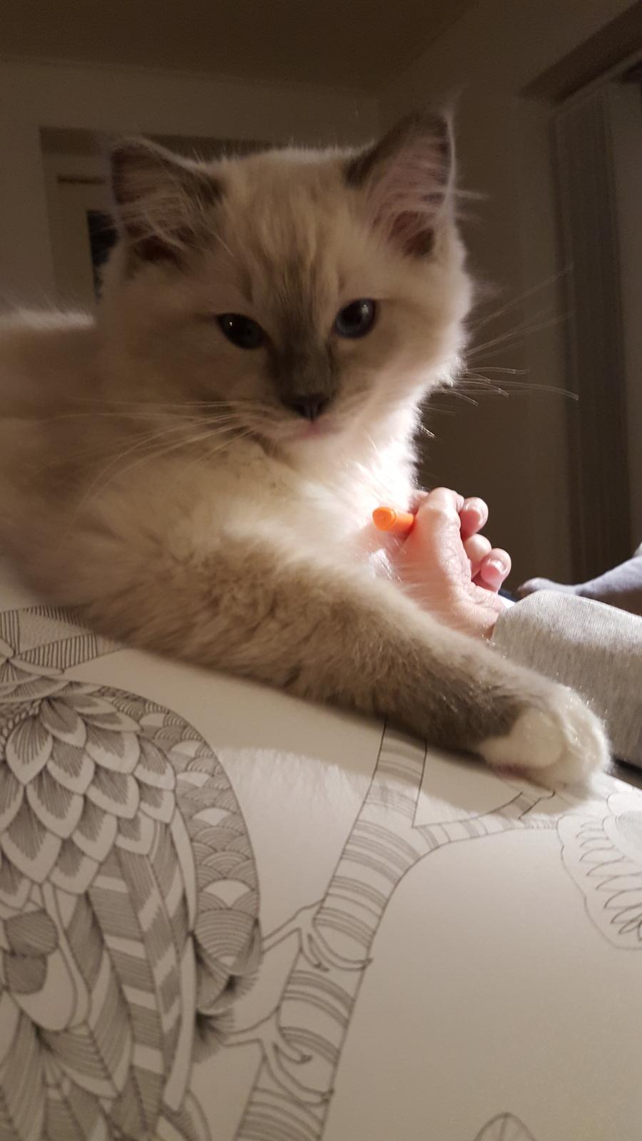 Ragdoll DK Fjordbækken's Santino billede 20