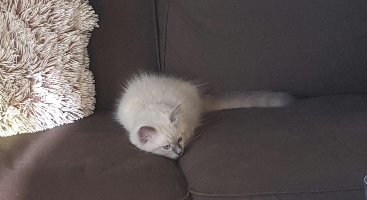 Ragdoll DK Fjordbækken's Santino billede 26