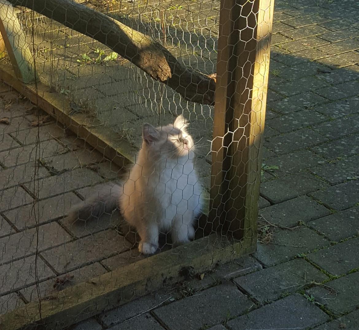 Ragdoll DK Fjordbækken's Santino billede 25