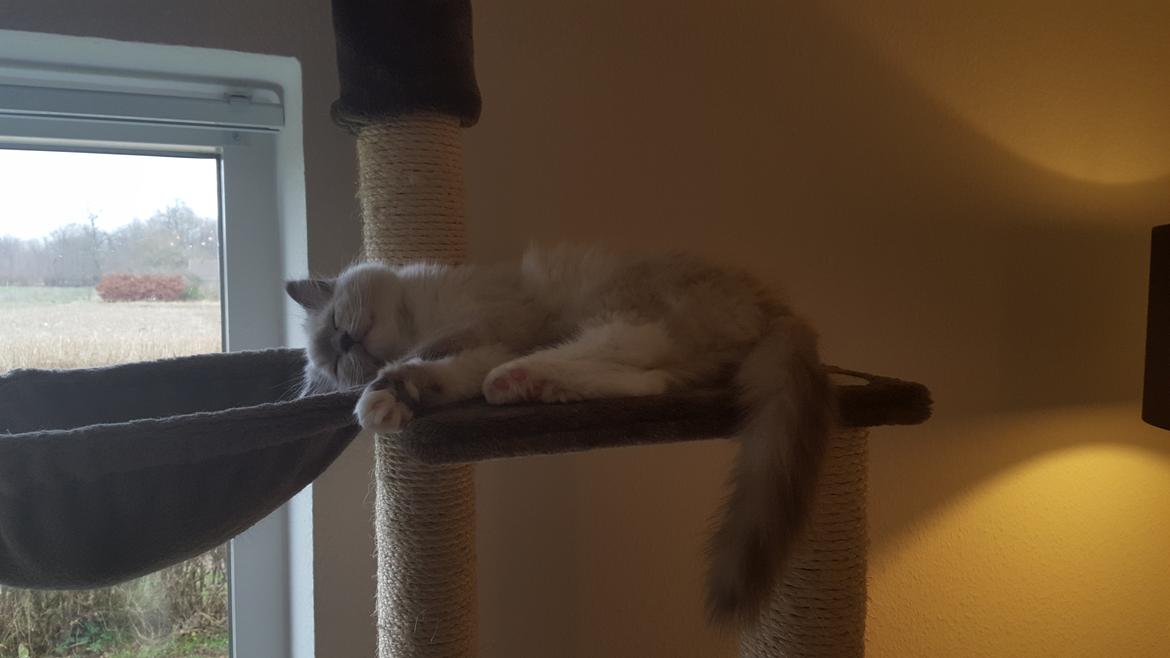 Ragdoll DK Fjordbækken's Santino billede 23