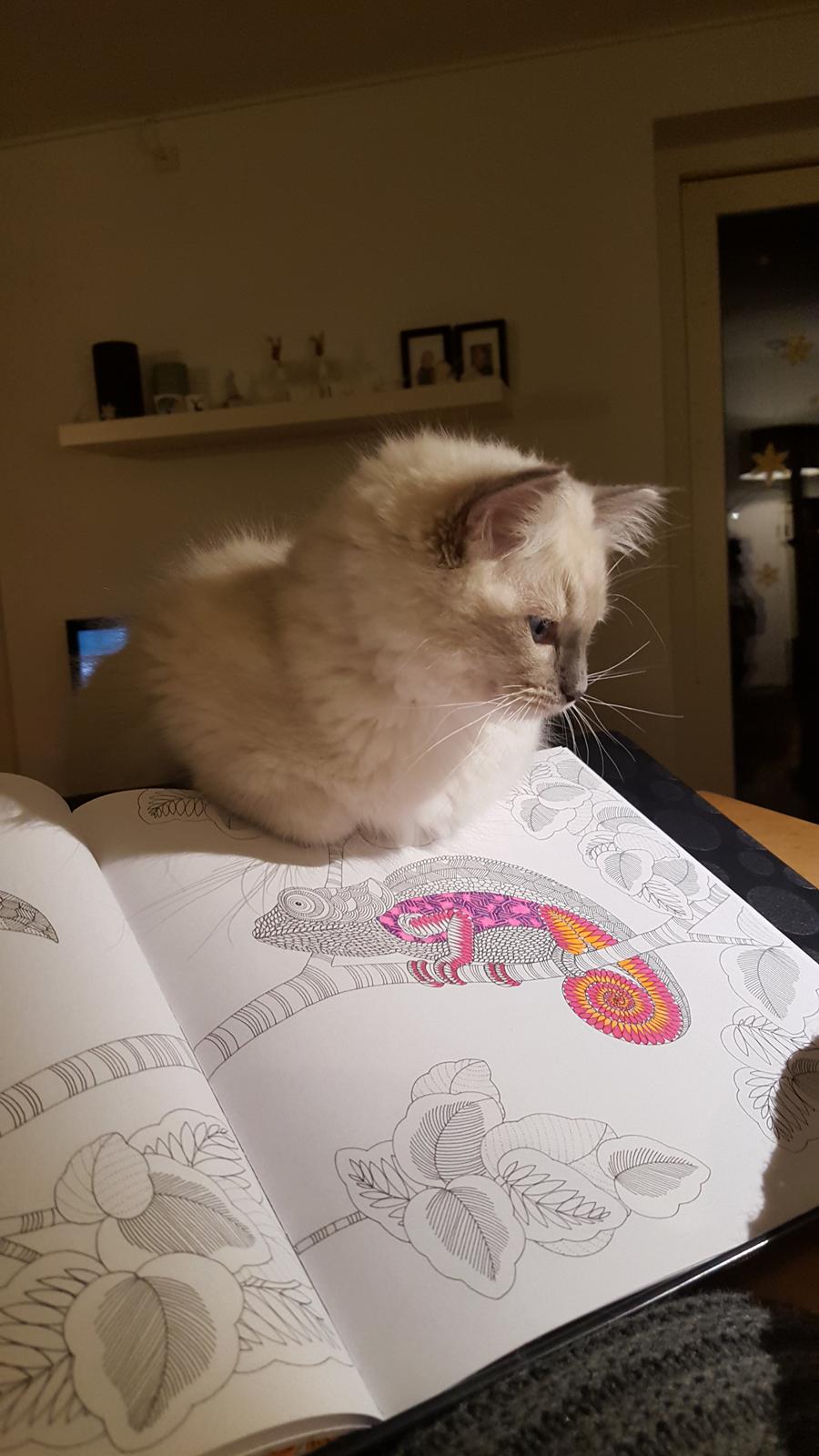 Ragdoll DK Fjordbækken's Santino billede 21