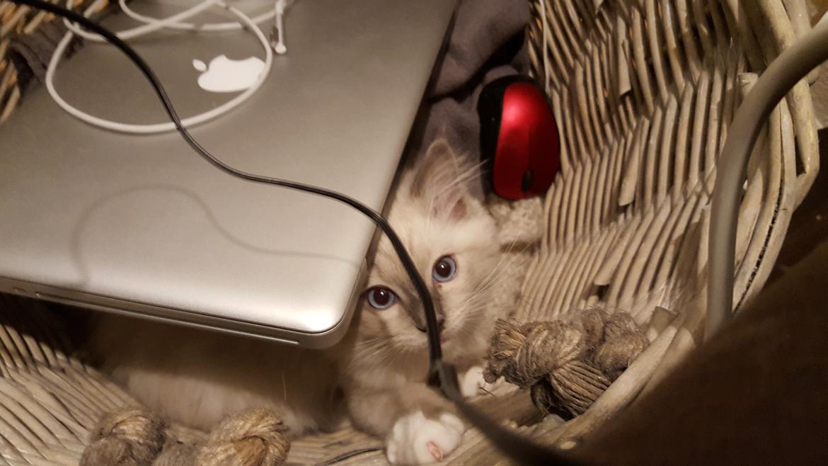 Ragdoll DK Fjordbækken's Santino billede 22