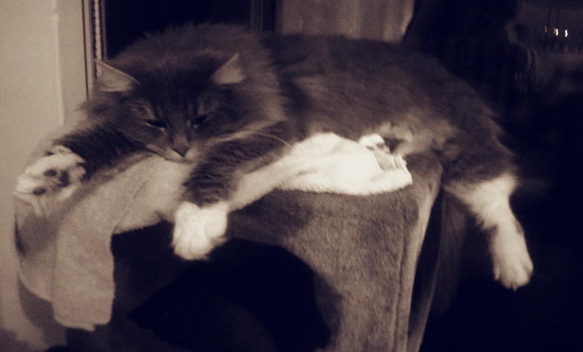 Blanding af racer Kayla himmelkat billede 1