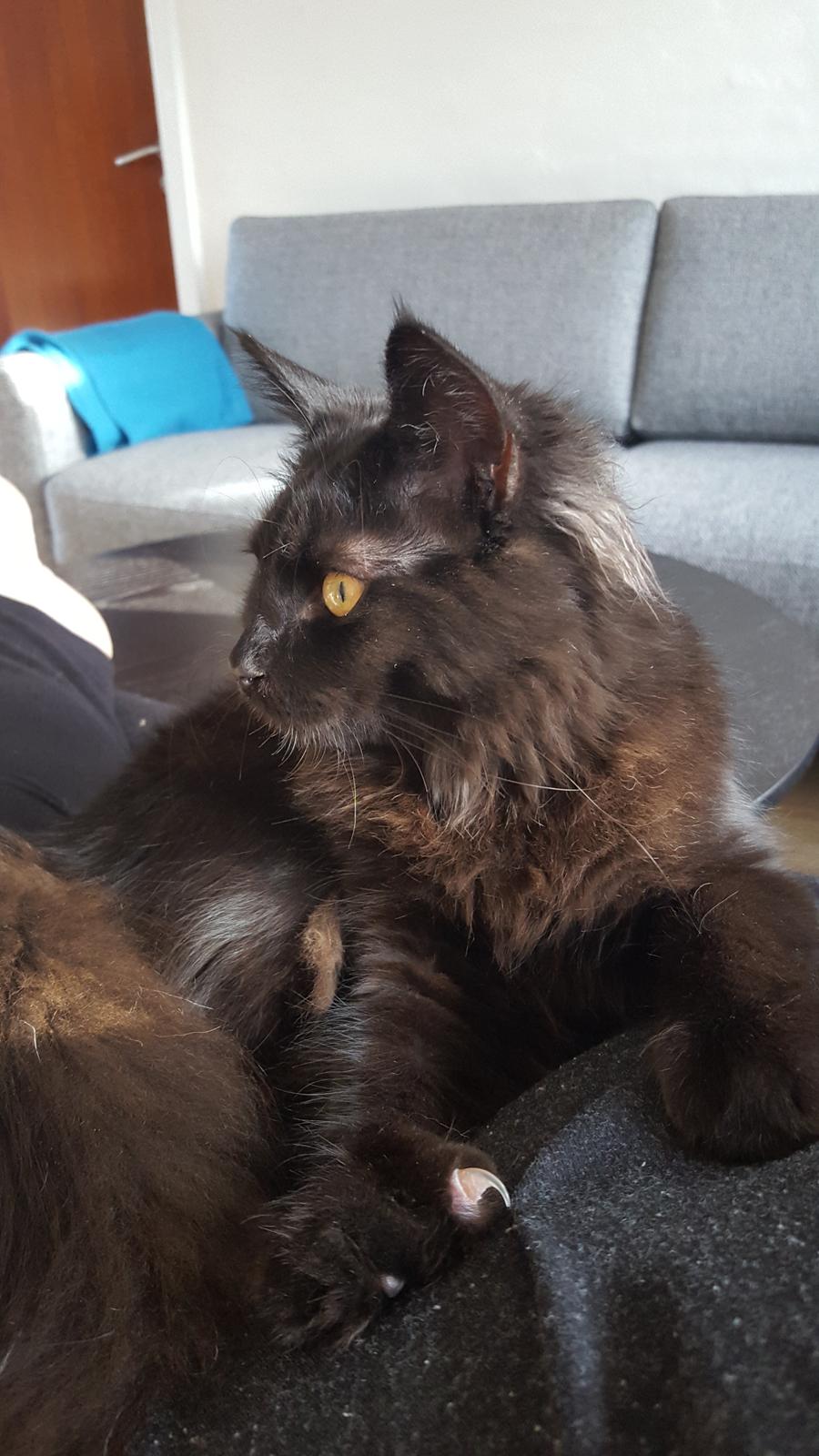 Blanding af racer Maggie  billede 8