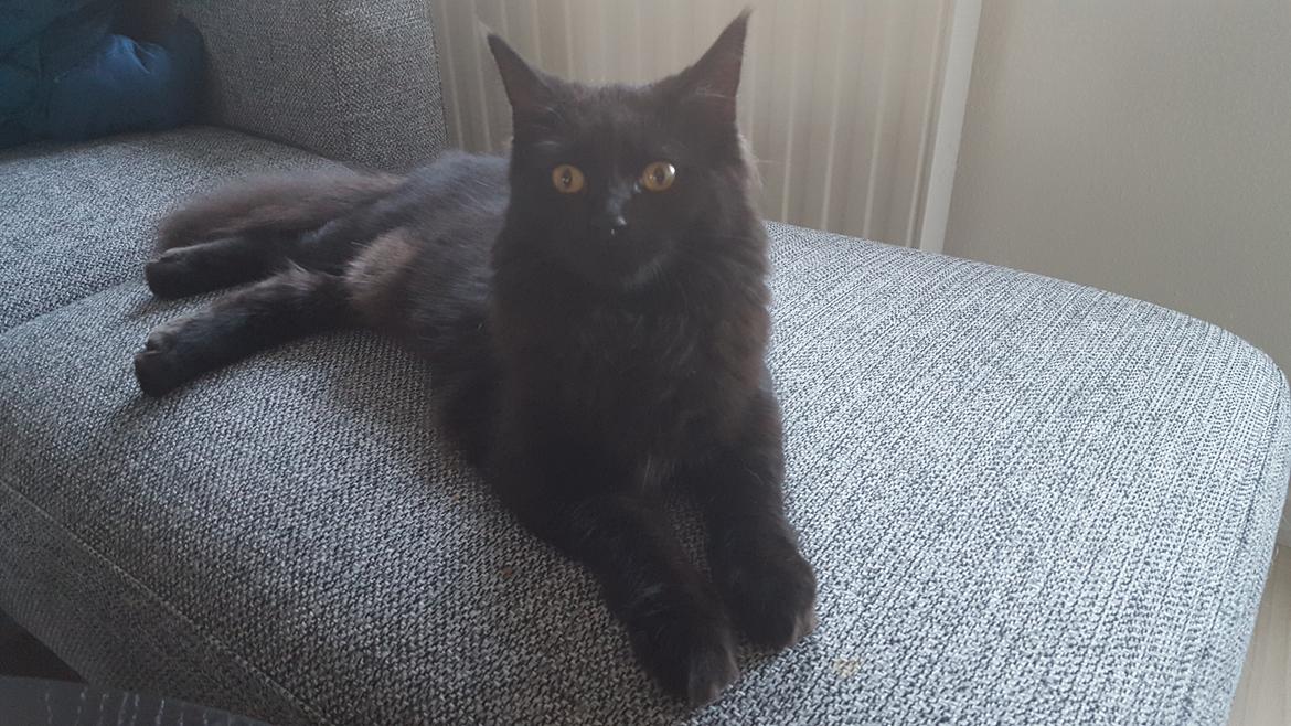 Blanding af racer Maggie  billede 7