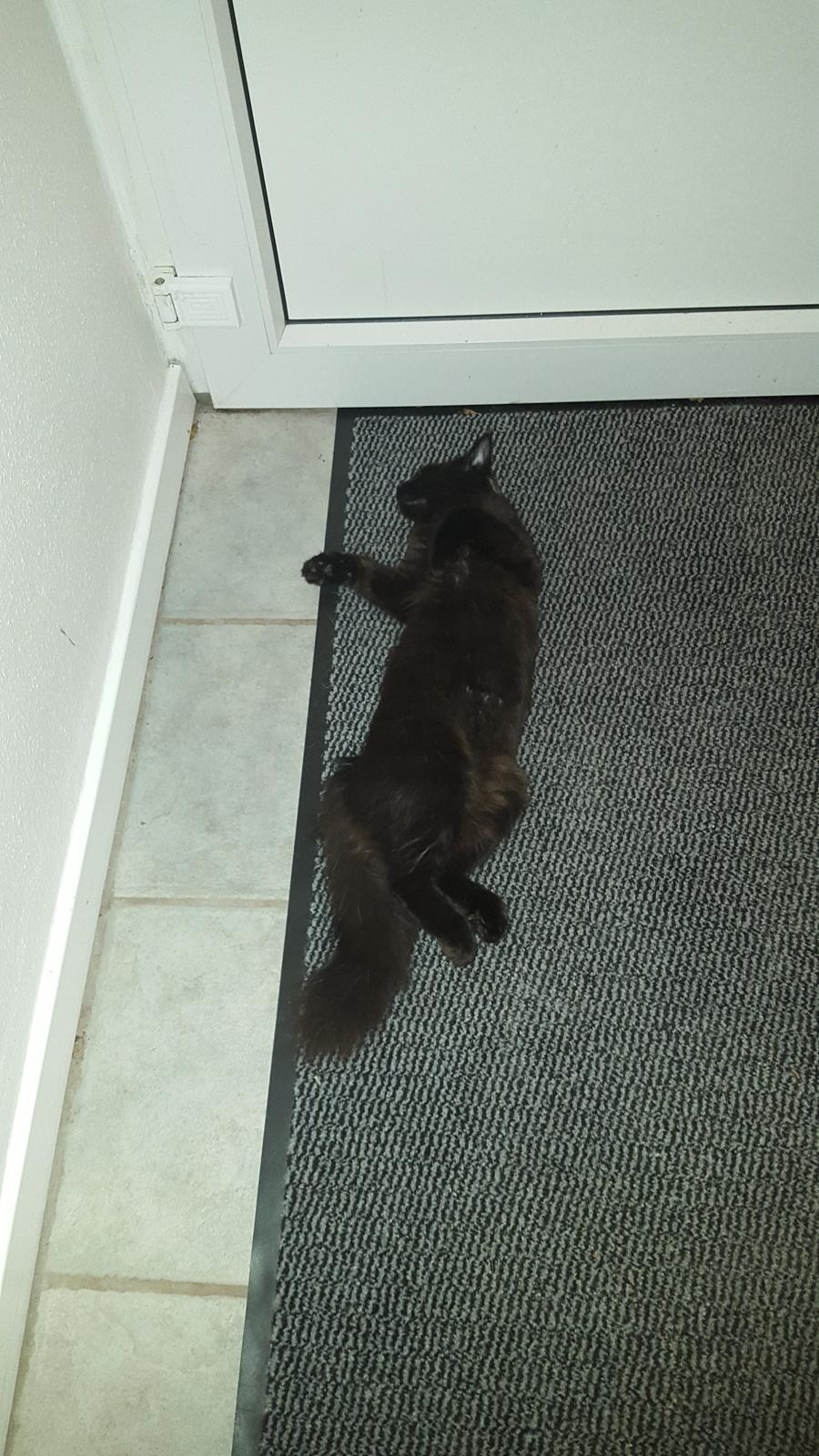 Blanding af racer Maggie  billede 6