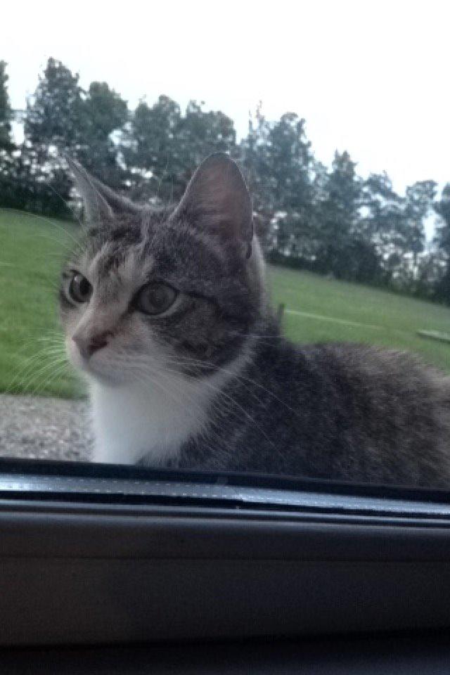 Huskat pus (mit et og alt) <3 - Sidder og kigge ind ad vinduet billede 45