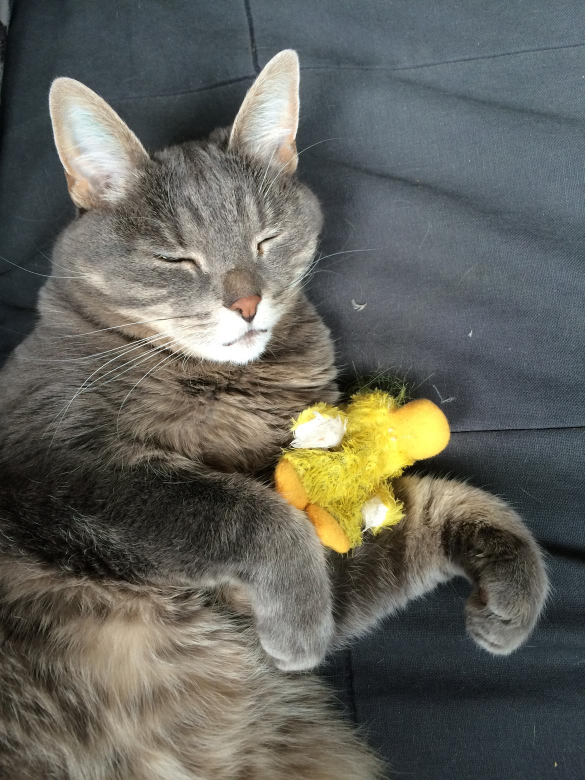 Blanding af racer Silke billede 1