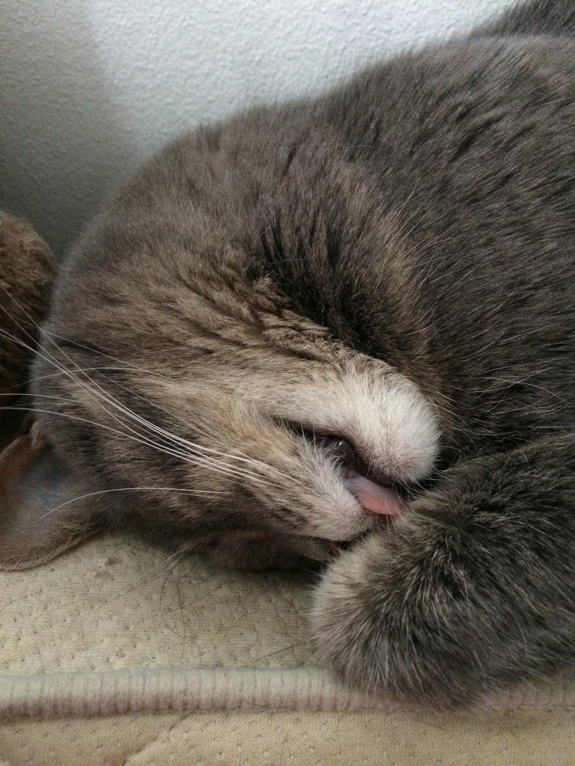 Blanding af racer Silke billede 3