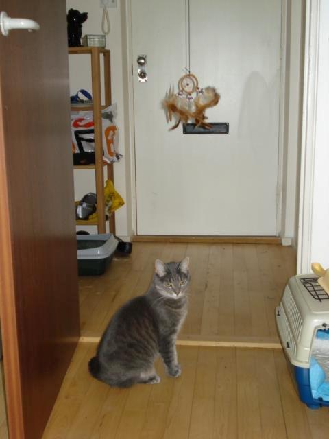 Blanding af racer Silke billede 4