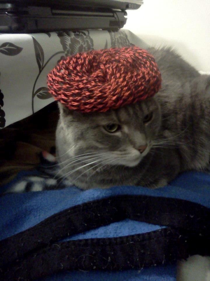 Blanding af racer Silke billede 6