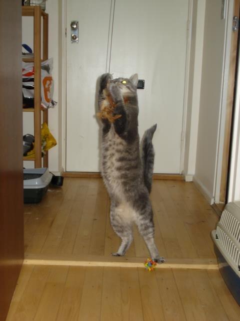 Blanding af racer Silke billede 7