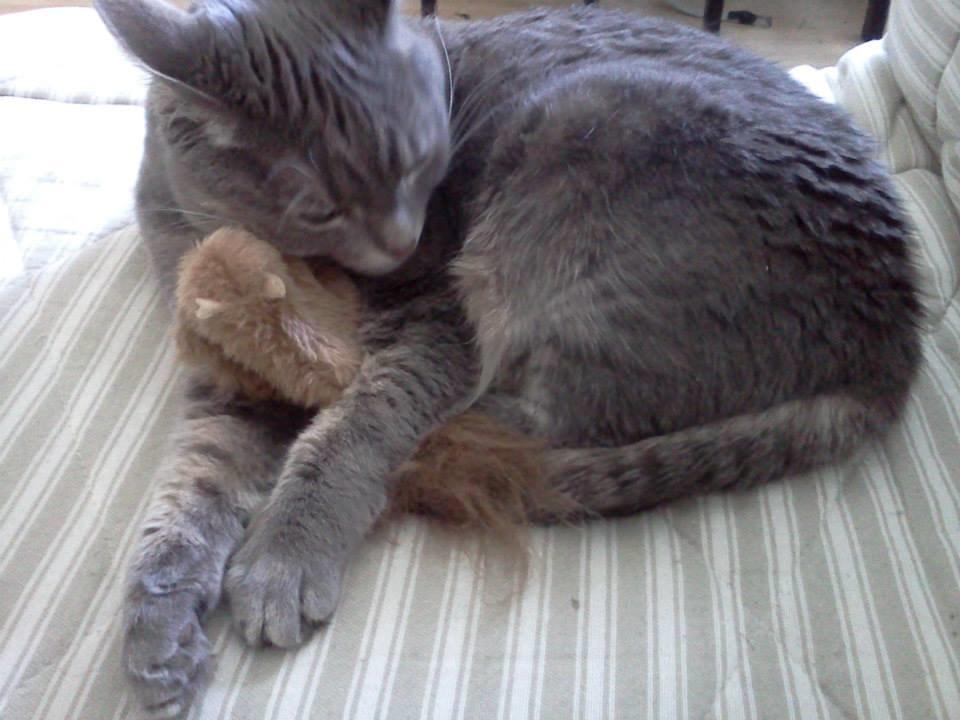 Blanding af racer Silke billede 8