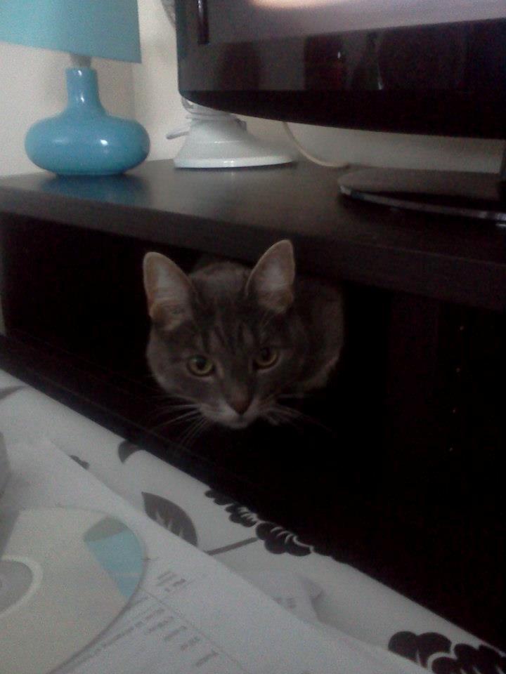 Blanding af racer Silke billede 5