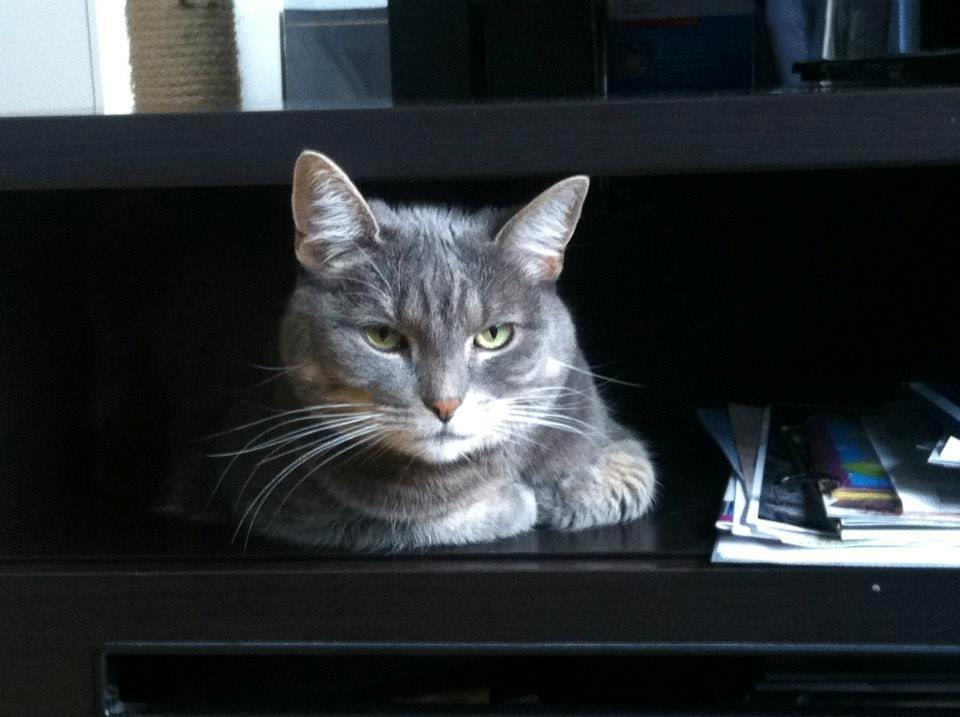 Blanding af racer Silke billede 10