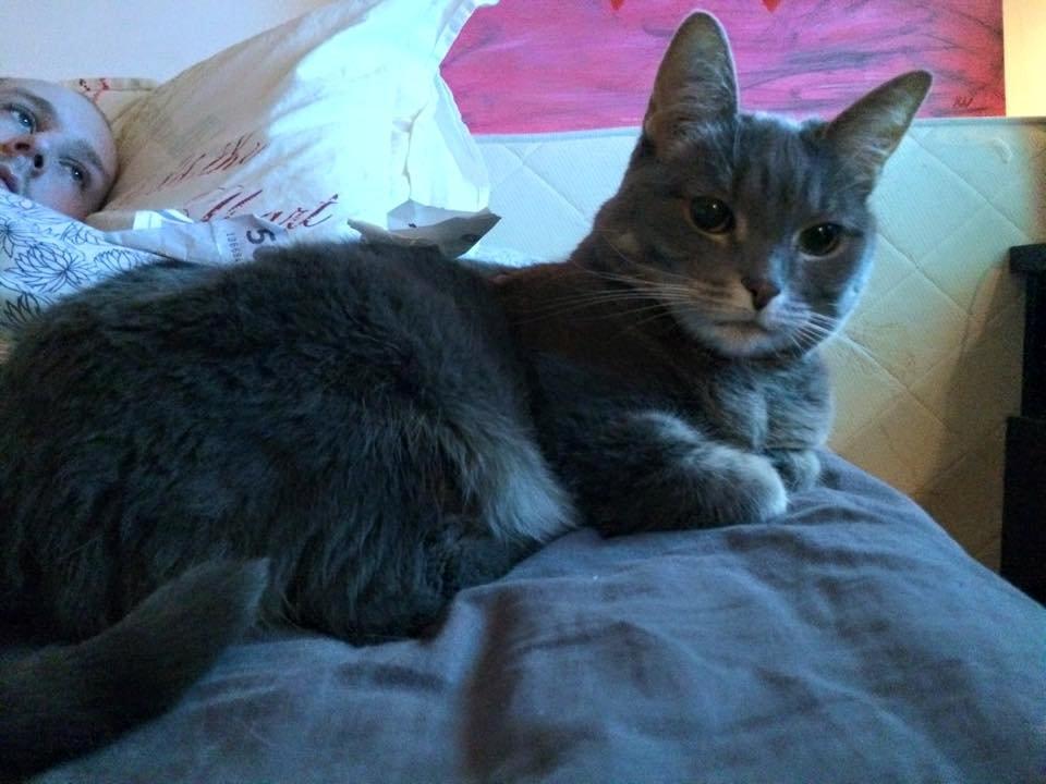 Blanding af racer Silke billede 11