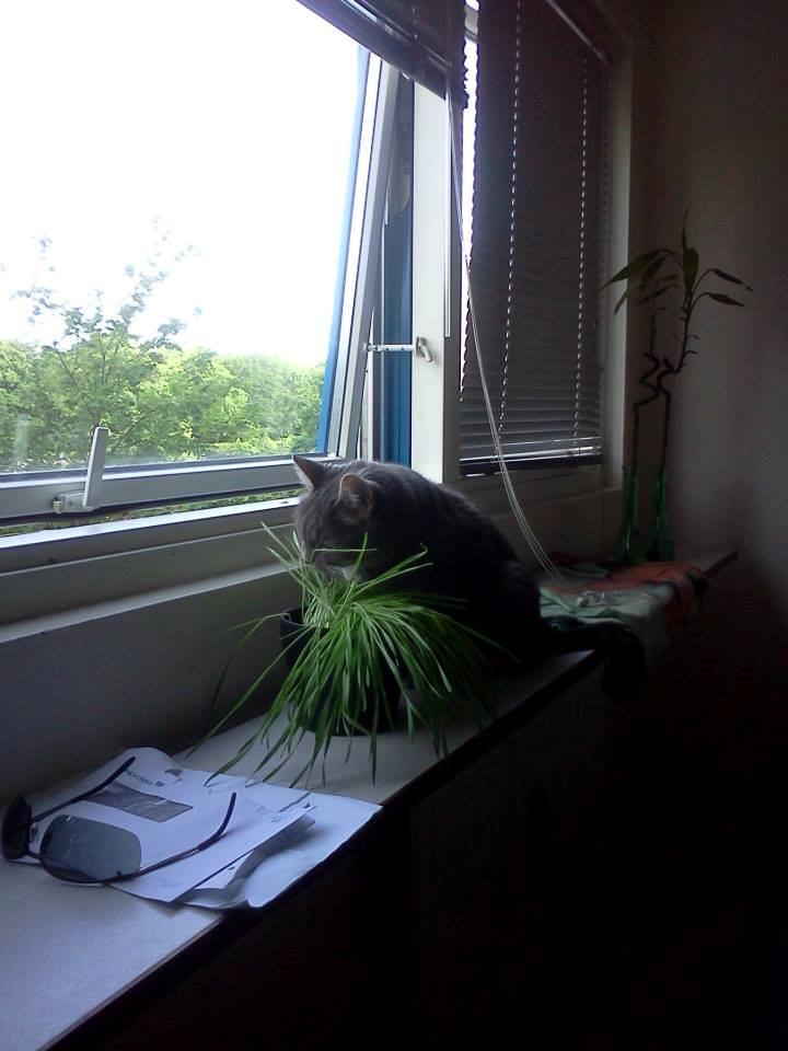 Blanding af racer Silke billede 9