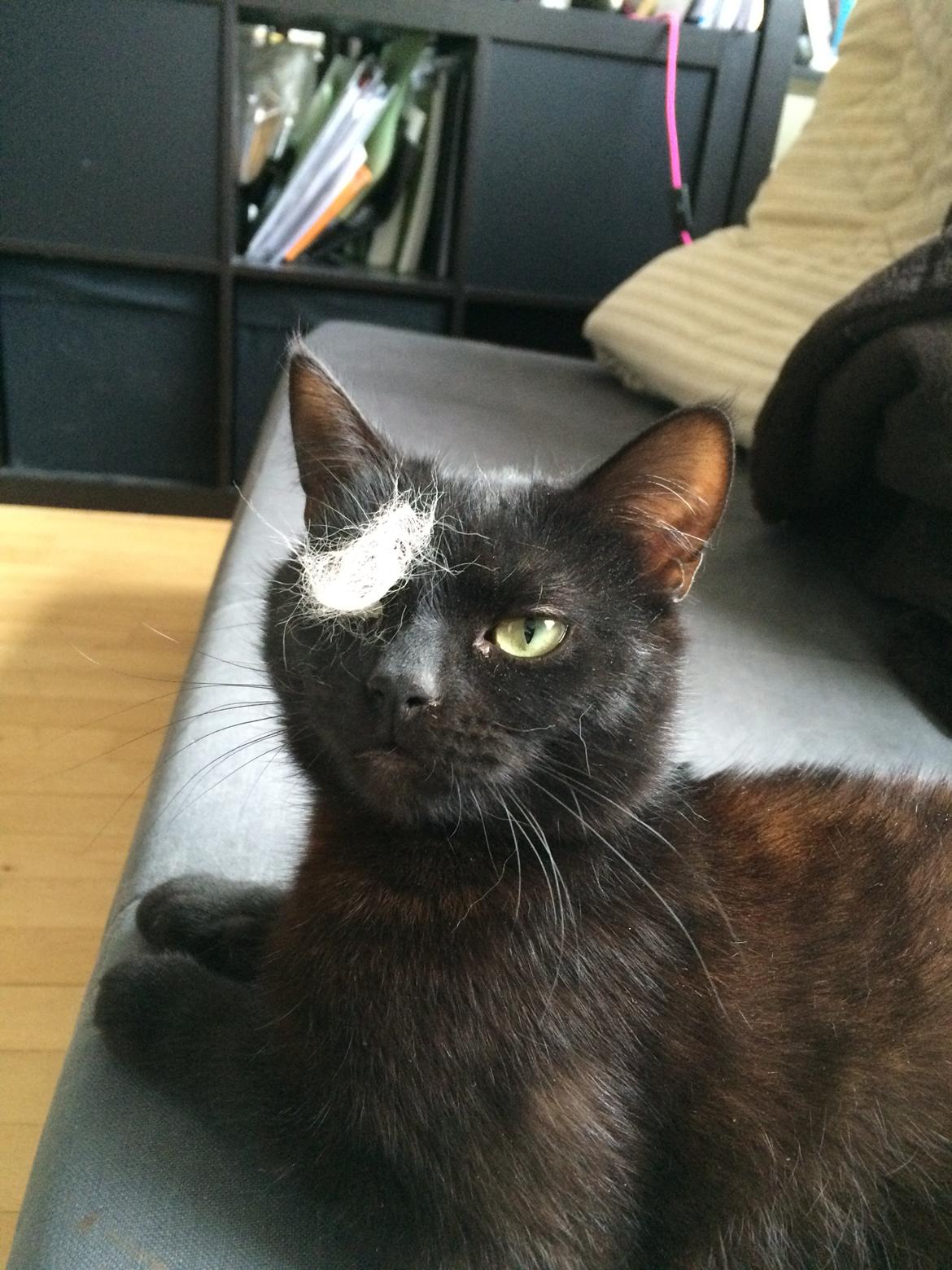 Blanding af racer Jack billede 1