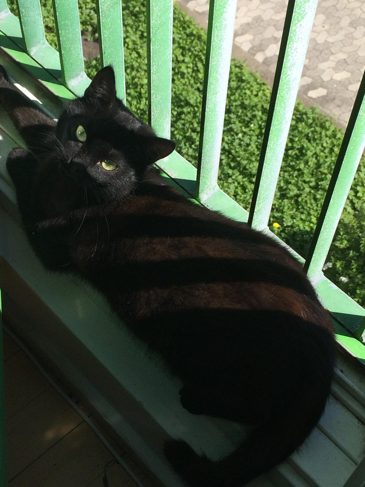 Blanding af racer Jack billede 2