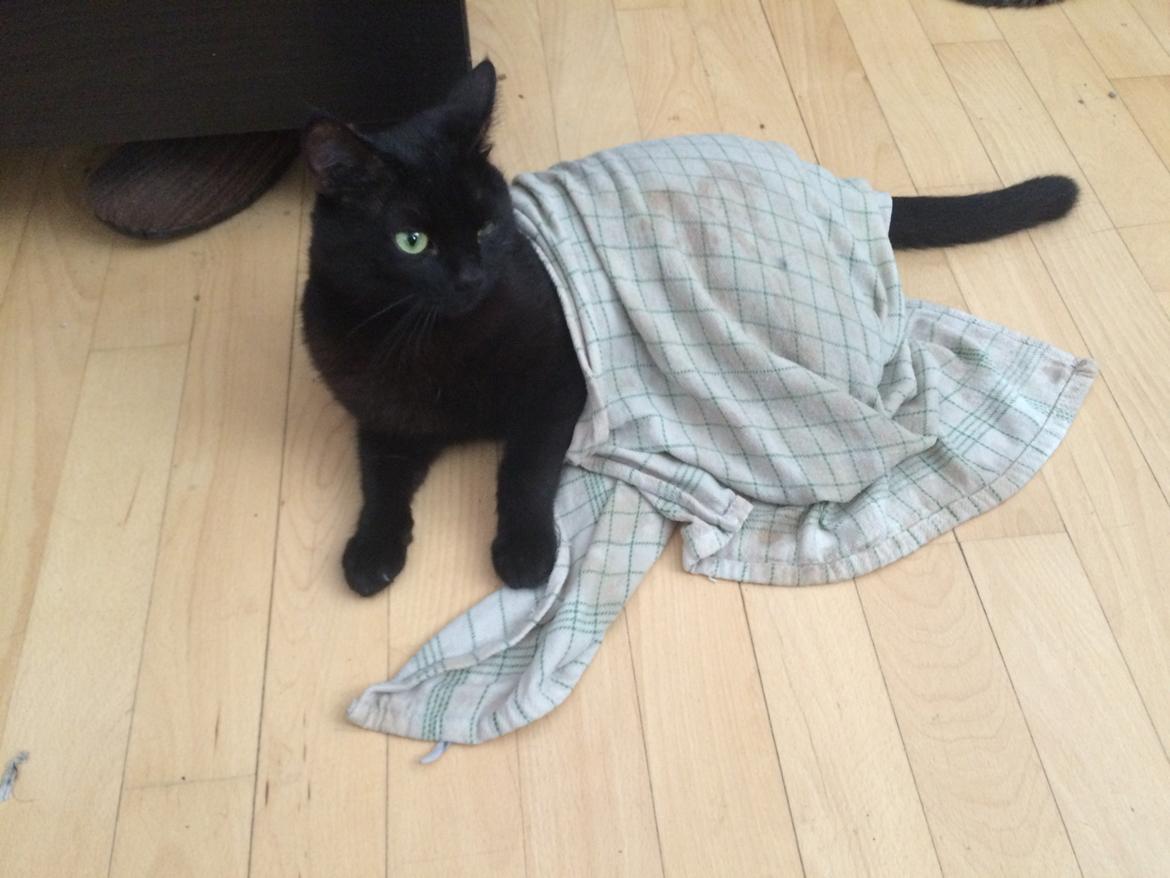 Blanding af racer Jack billede 3