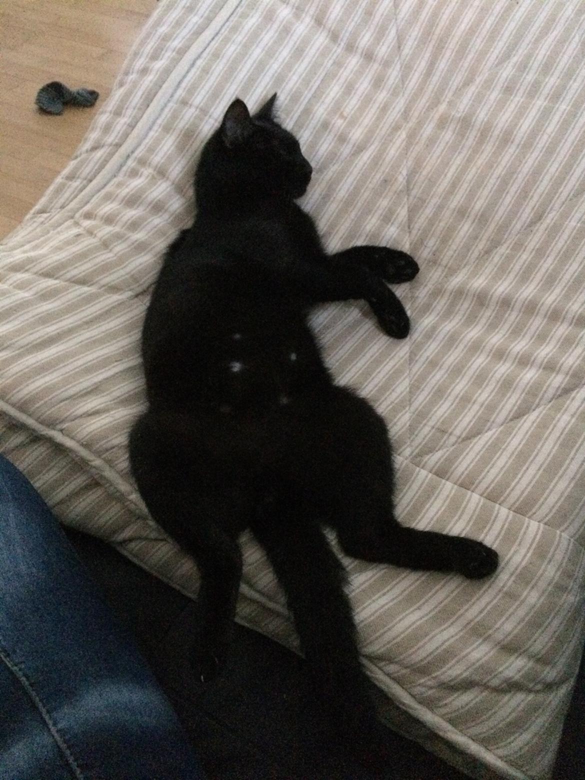 Blanding af racer Jack billede 4