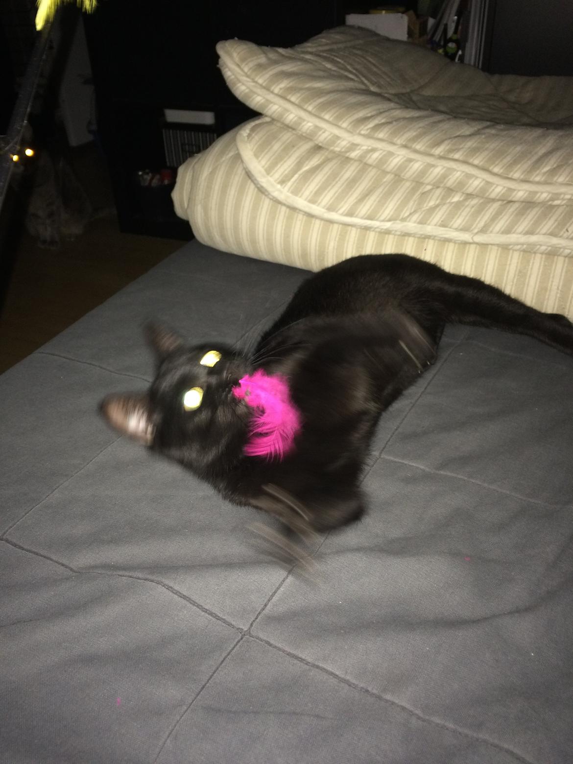 Blanding af racer Jack billede 5