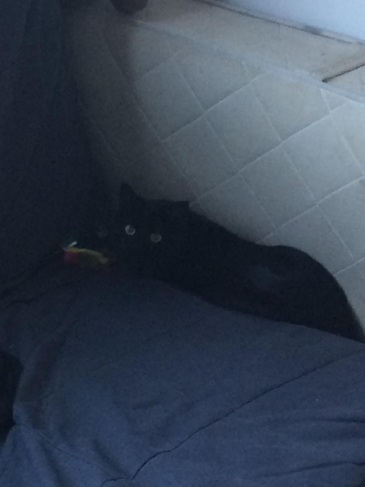 Blanding af racer Jack billede 6