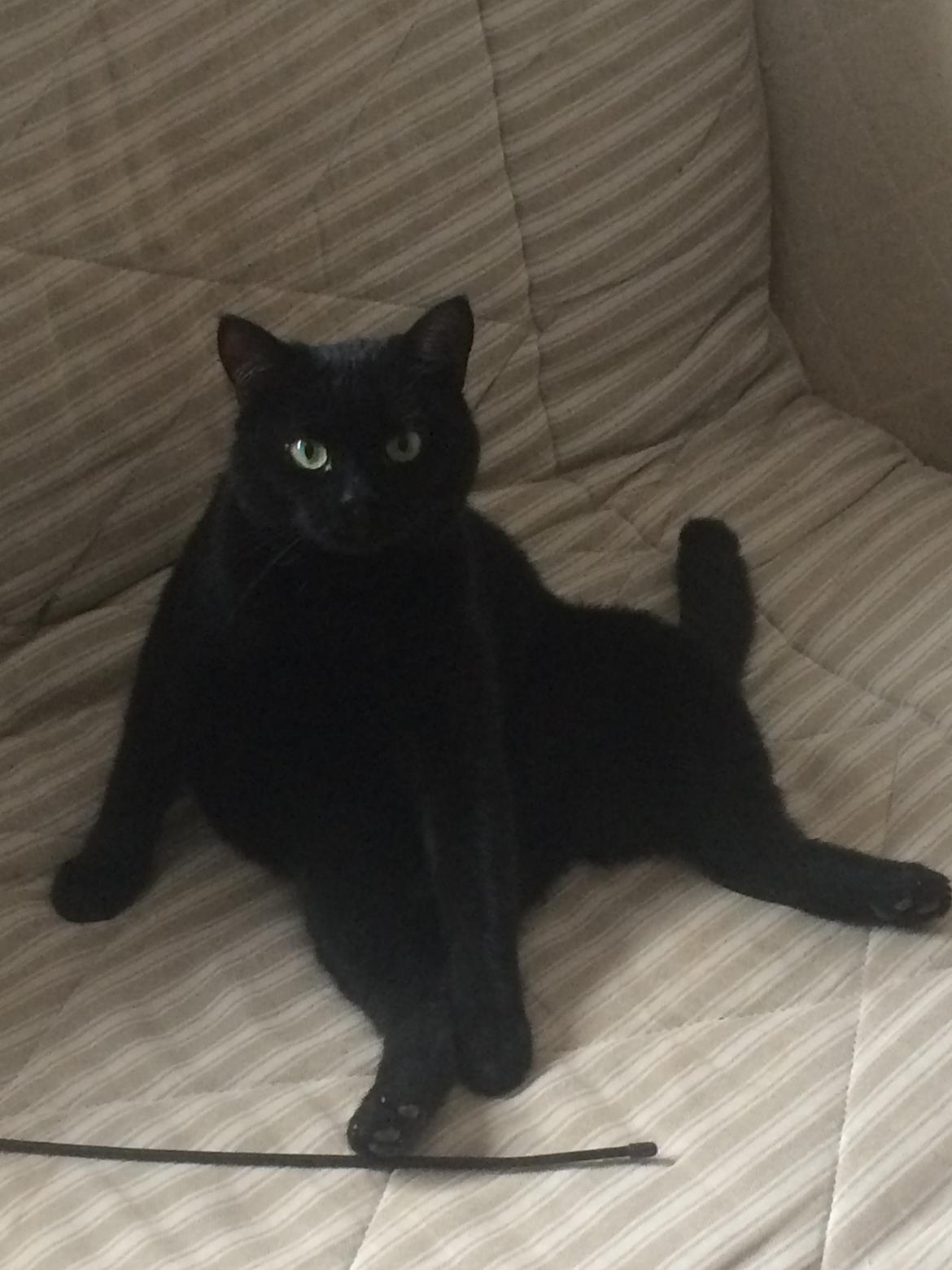 Blanding af racer Jack billede 7