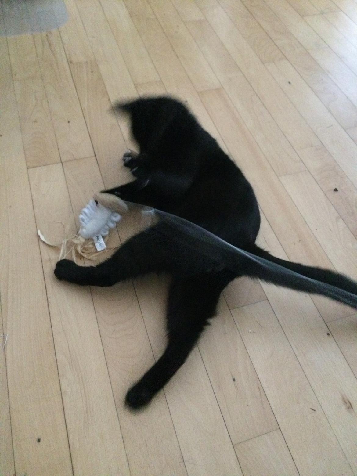 Blanding af racer Jack billede 8