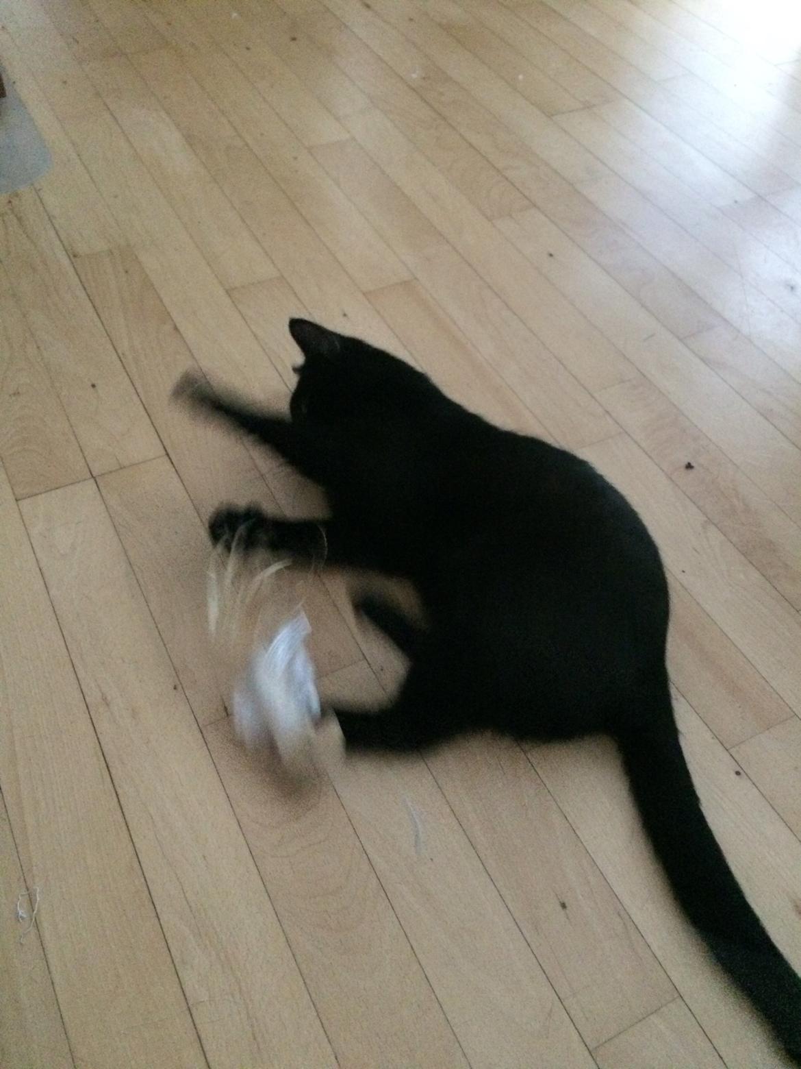 Blanding af racer Jack billede 10